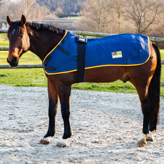 Pferd auf dem Paddock mit einer equimag expert Magnetfeldecke