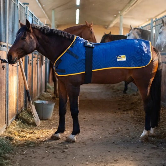 equimag expert Magnetfelddecke mit Steuergerät auf einem Pferd in der Stallgasse