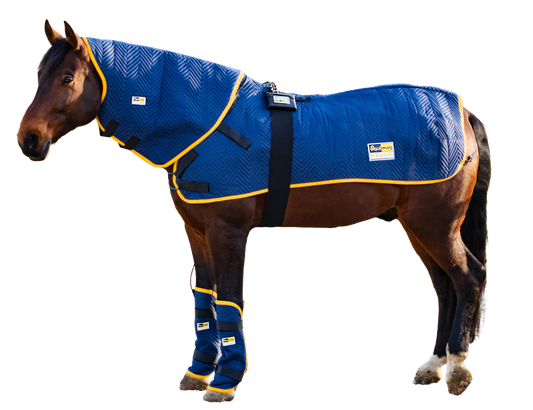Pferd, freigestellt mit der Ausrüstung equimag expert in der Profi-Ausstattung