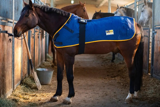 Pferd mit einer equimag Magnetfelddecke in einer Stallgasse im Pferdestall